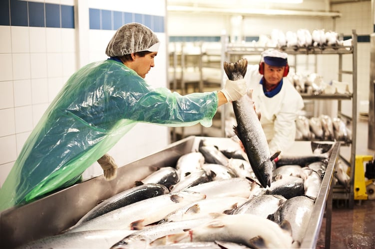 to menn som håndterer fisk