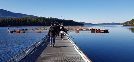 Fiskeoppdret i fjord med en gårampe med folk på