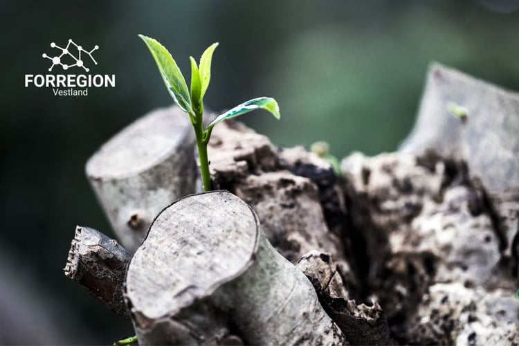 Bildet av en avkappet stubbe med tre grenvekster. Ut fra den nærmeste stubben voksen en liten gren med blader.